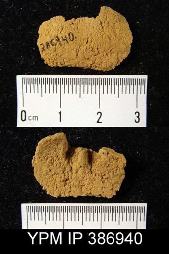 undet. Orthida