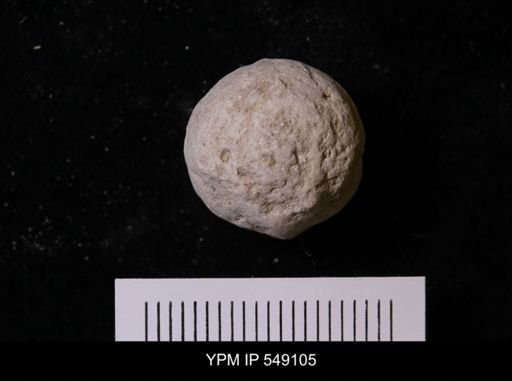 Pallichnus dakotensis