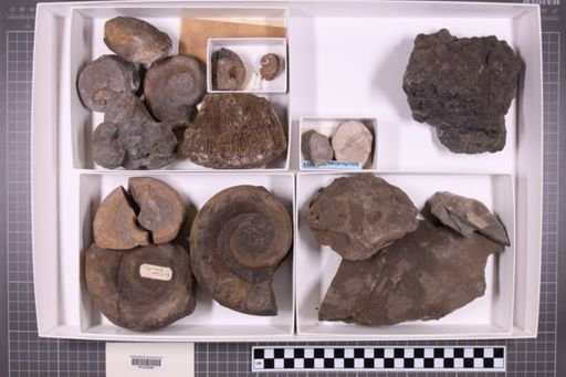 mixed taxa, stratigraphic collection