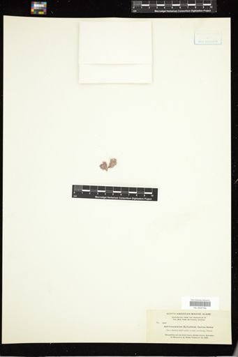 Antithamnion butleriae