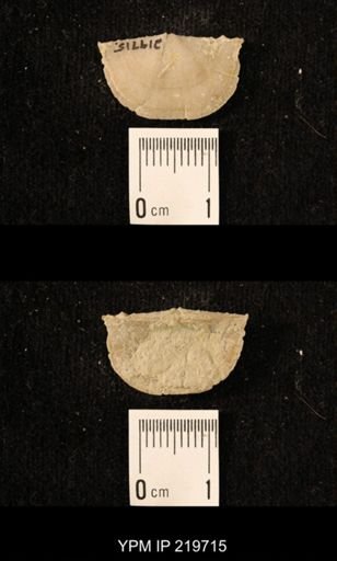 Chonetes granulifer