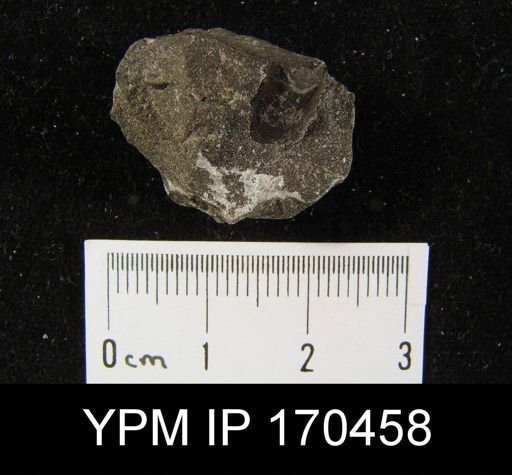 Lingula nympha?