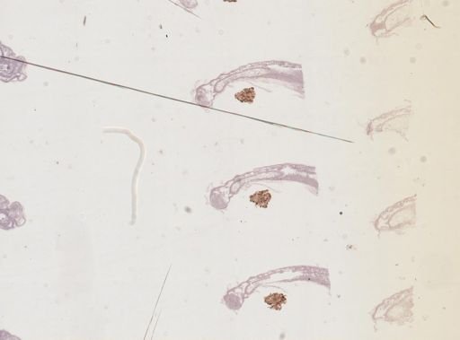 Apis mellifera