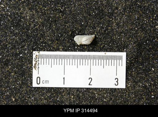 undet. Mollusca
