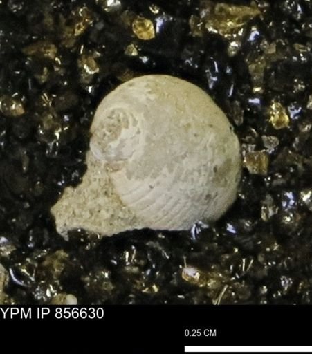 Euspira sp.