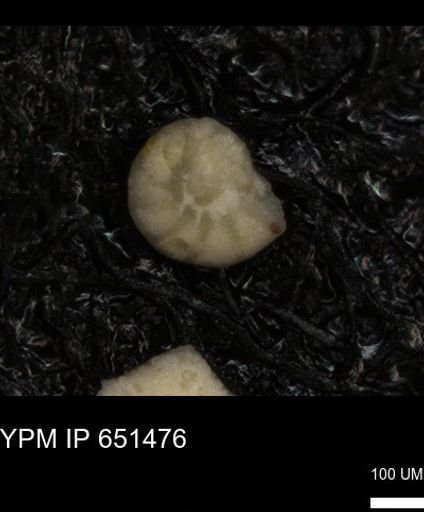 undet. Foraminiferida