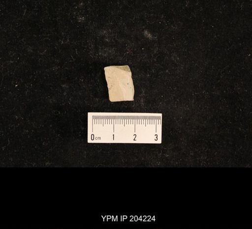 undet. Hexapoda