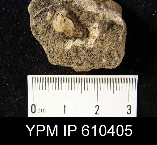 Camarotoechia sp.