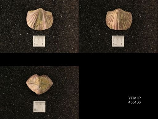 Platystrophia ponderosa