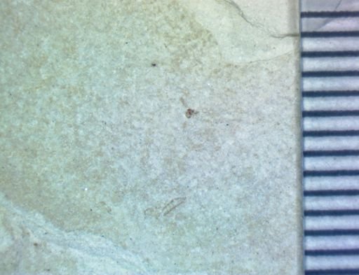 undet. Diptera
