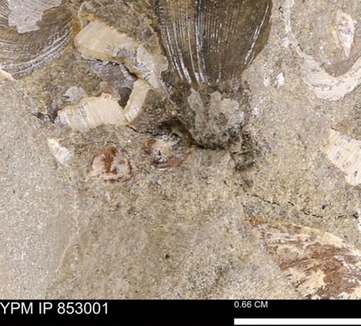 Limopsis striatopunctatus