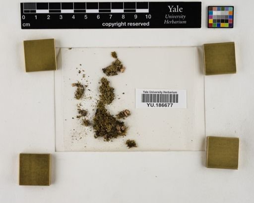 Plantae