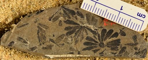 Annularia sp.