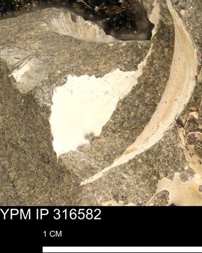 undet. Mollusca