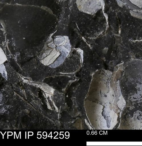 Protocardia sp.