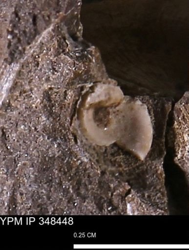 undet. Gastropoda