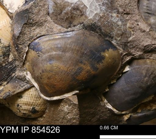 Limopsis striatopunctatus