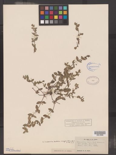 Lindernia dubia
