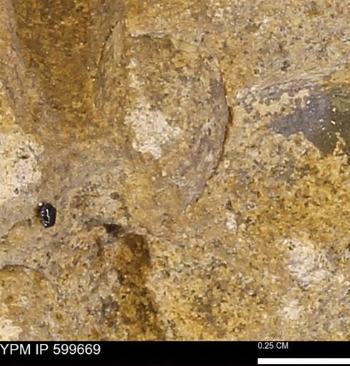 Protocardia subquadrata