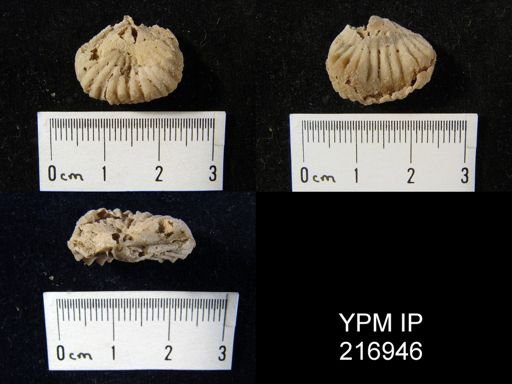 Rhynchopora sp.