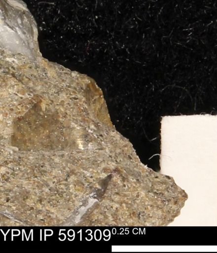 undet. Bivalvia