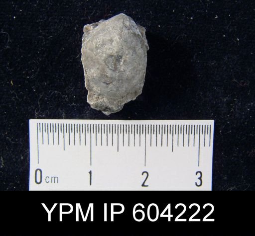 undet. Athyridida