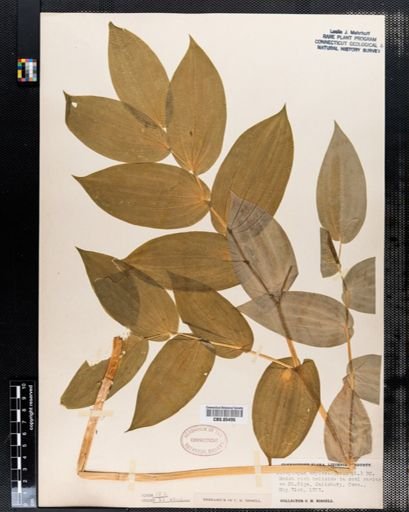 Streptopus amplexifolius