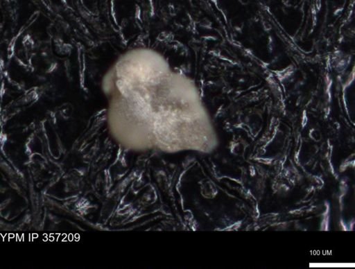 undet. Foraminiferida