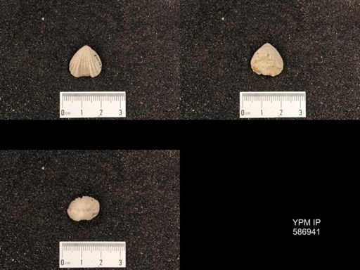 Rhynchotrema capax