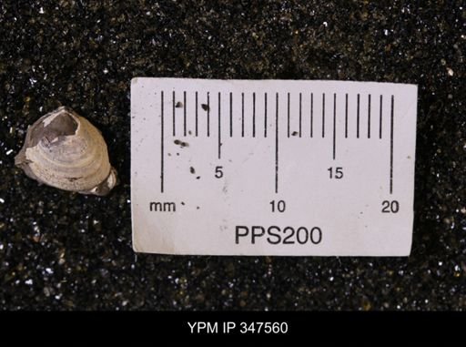 Limopsis striatopunctatus