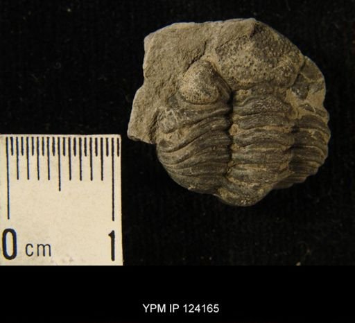 Phacops rana