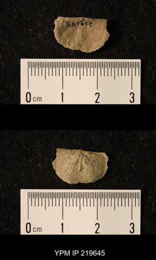Chonetes granulifer