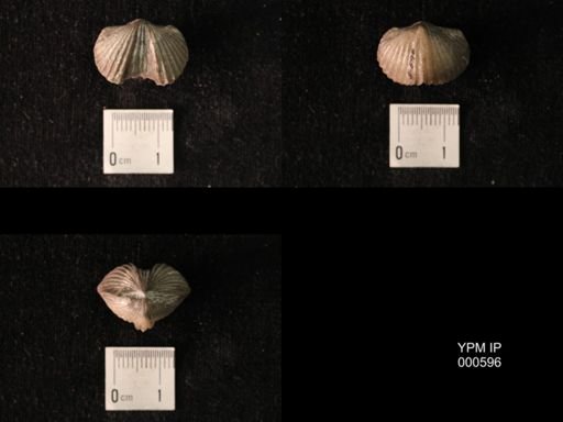 Platystrophia regularis