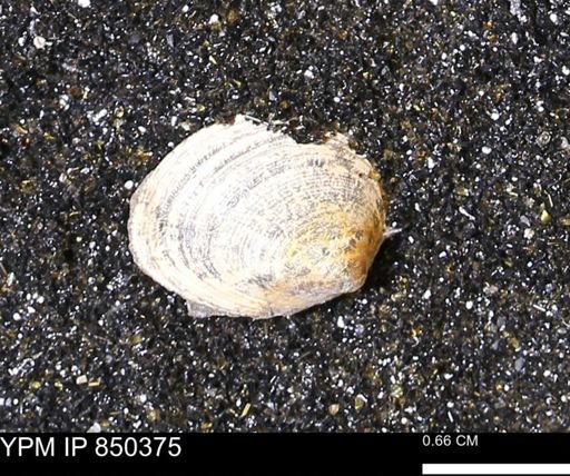 Limopsis striatopunctatus