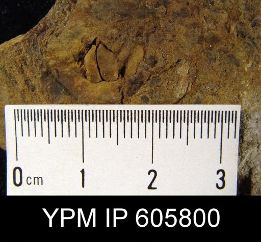 Cyrtina sp.