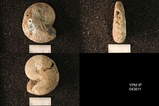 Hoploscaphites nicolletii