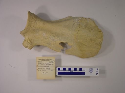 Teleoceras fossiger
