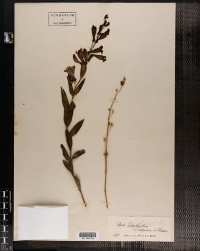 Plantae