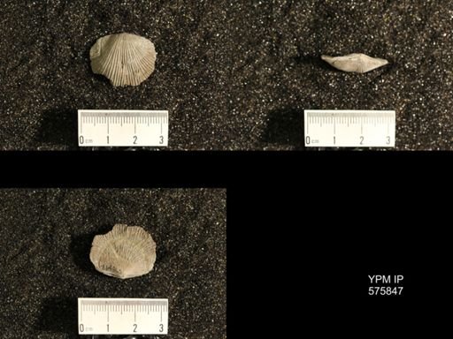 Dinorthis subquadrata