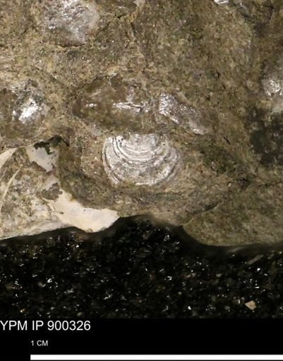 Anomia gryphorhyncha