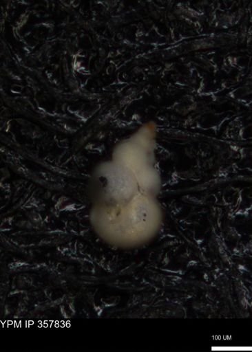 undet. Foraminiferida