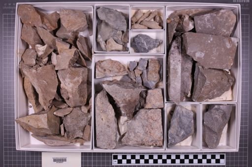 mixed taxa, stratigraphic collection