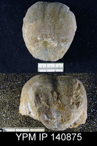 Productus (Waagenoconcha) purdoni