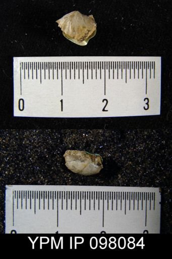 Gypidula roemeri simplex