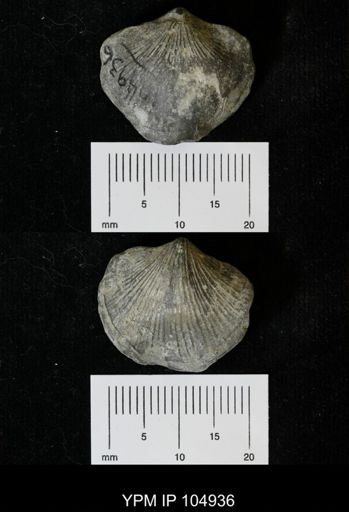 Atrypa marginalis
