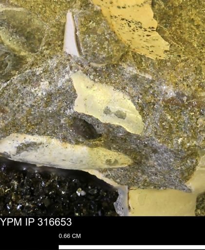 undet. Scaphitidae