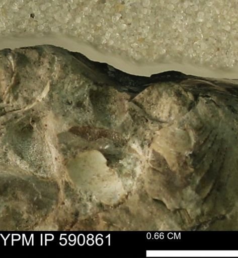 undet. Bivalvia