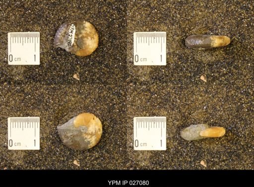 Discoscaphites rossi
