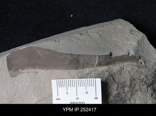 undet. Eurypterida