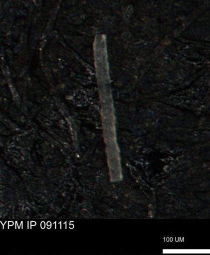 undet. Porifera